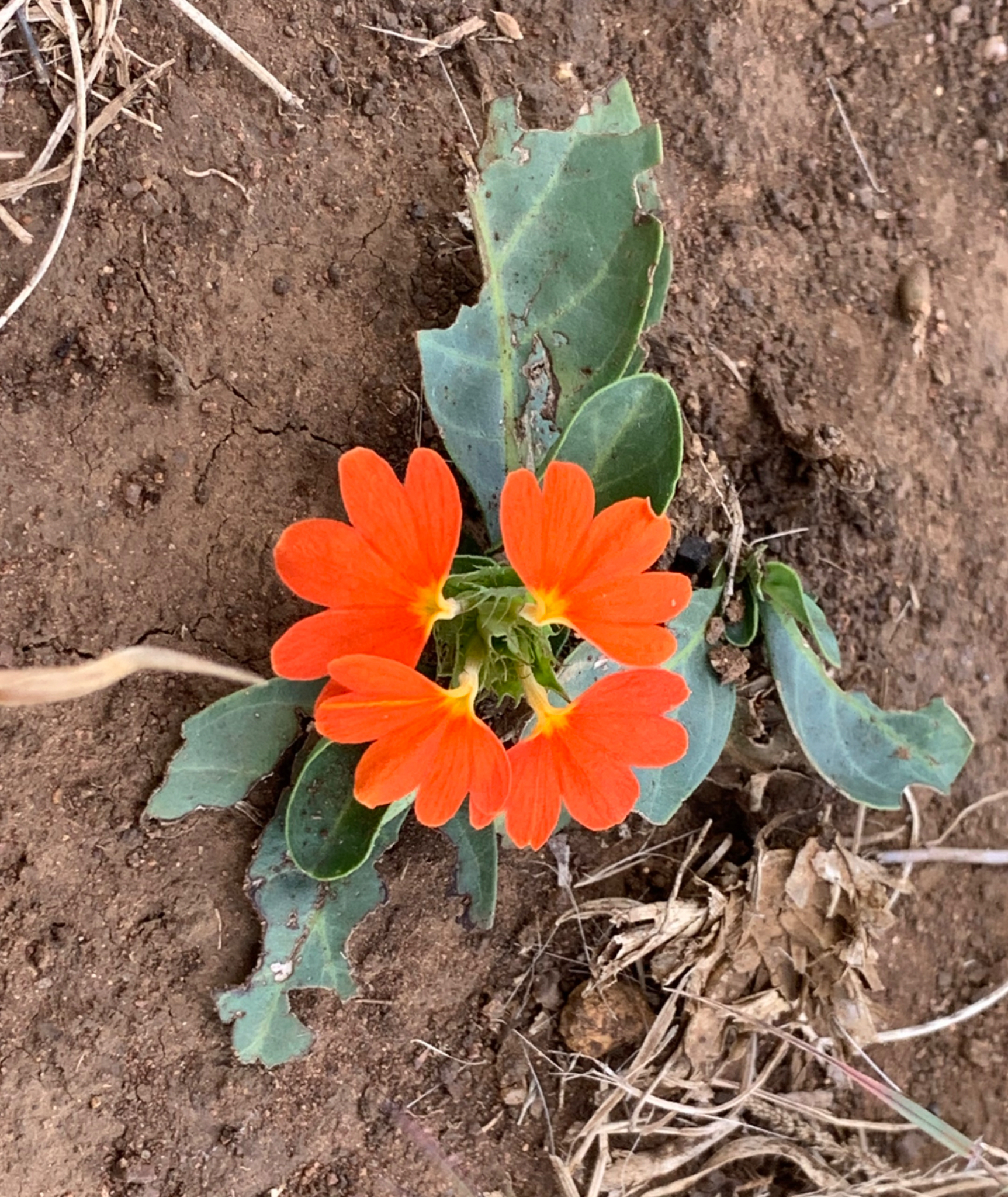 Pretty flower
